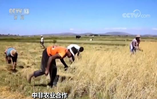 杂交水稻创纪录 中国杂交水稻在非洲取得巨大成功