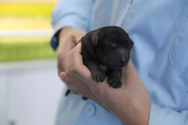 首只警用克隆犬 诞生意义非凡其有特殊身世