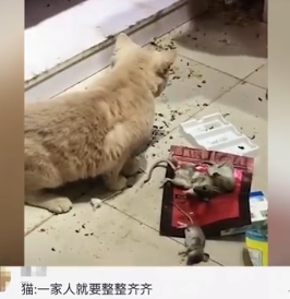 宠物猫在家捕4只老鼠整齐摆一起